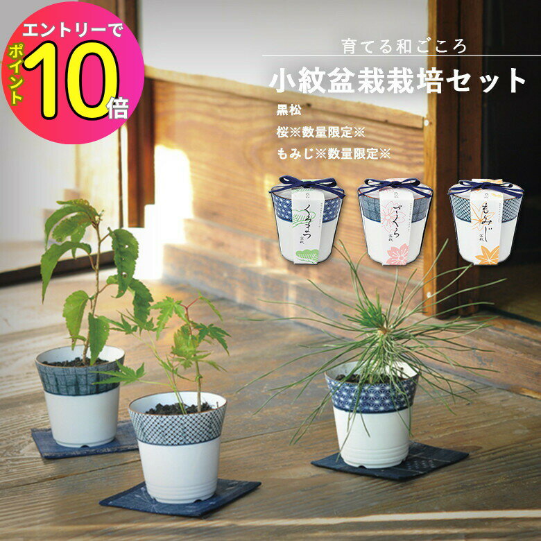 [8月エントリーでP10倍!] 家庭庭園 GD-452 小紋盆栽栽培セット 3種類から選べます 聖新陶芸