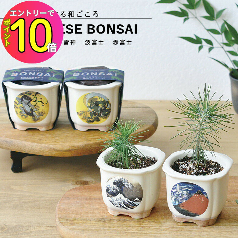 [9ȥ꡼P10!]  GD-640 JAPANESE BONSAI  4फ٤ޤ(  ٻ ...