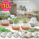 【お買得!!特価品セール】 家庭菜園 EG-48 エッグリング エコフレンドリー ハーブ 選べる6種類のバリエーション (ミント イタリアンパセリ カクタス ワ...