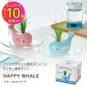 【お買得!!特価品セール】 家庭菜園 GD-897 ハッピーホエール 芝 (ブルーまたはピンク) 聖新陶芸