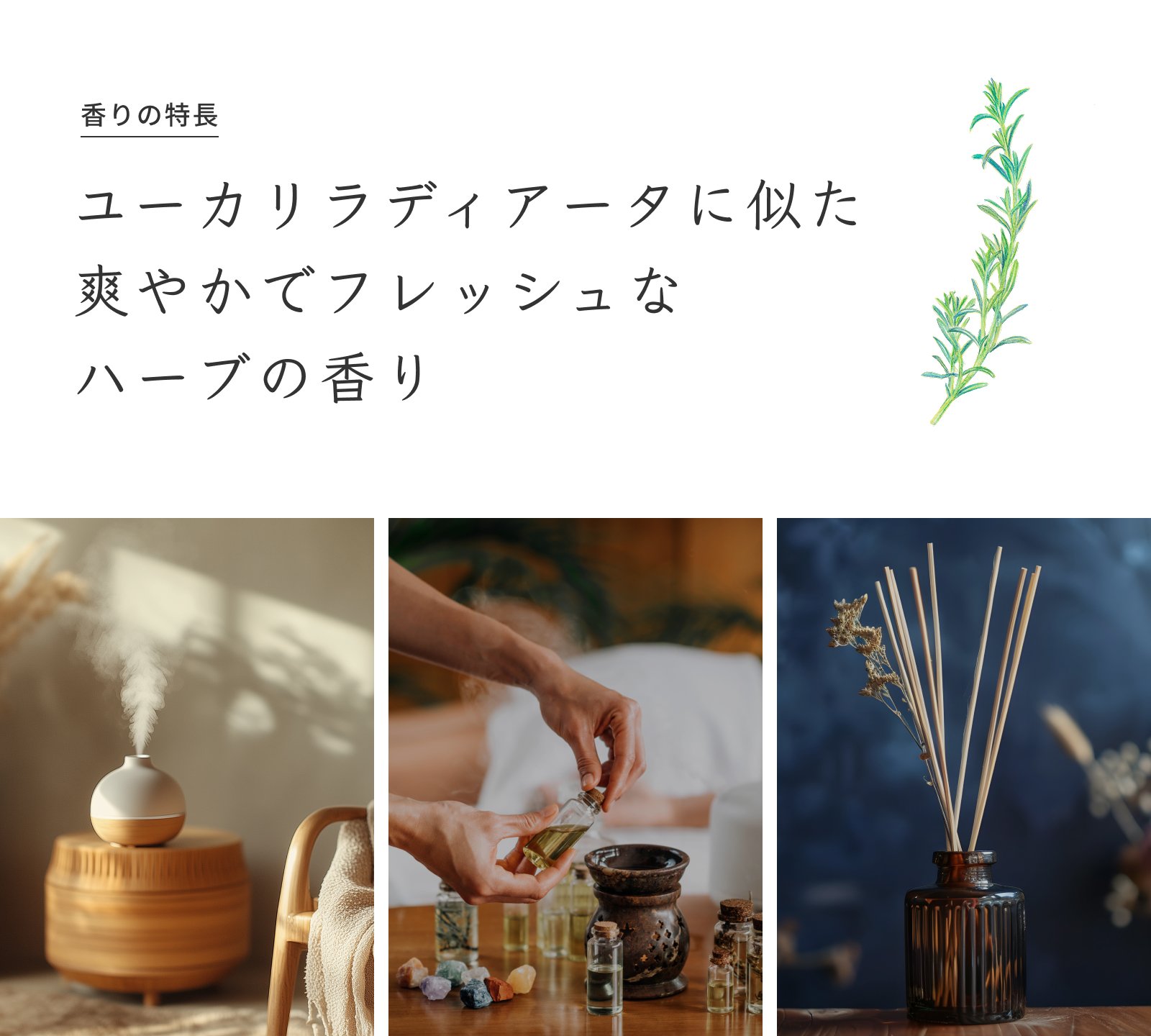 オーガニック Prost Luxury Oil ローズマリーCTシネオール 50ml エッセンシャルオイル アロマオイル 精油 天然成分100％ 合成香料不使用 癒し アロマバス エッセンス 芳香浴 リラックスタイム リフレッシュ 天然 アロマ ACO認定 オーガニックエッセンシャルオイル prost-life-10000064 精油と健康茶 PROST.Life サンプル画像2