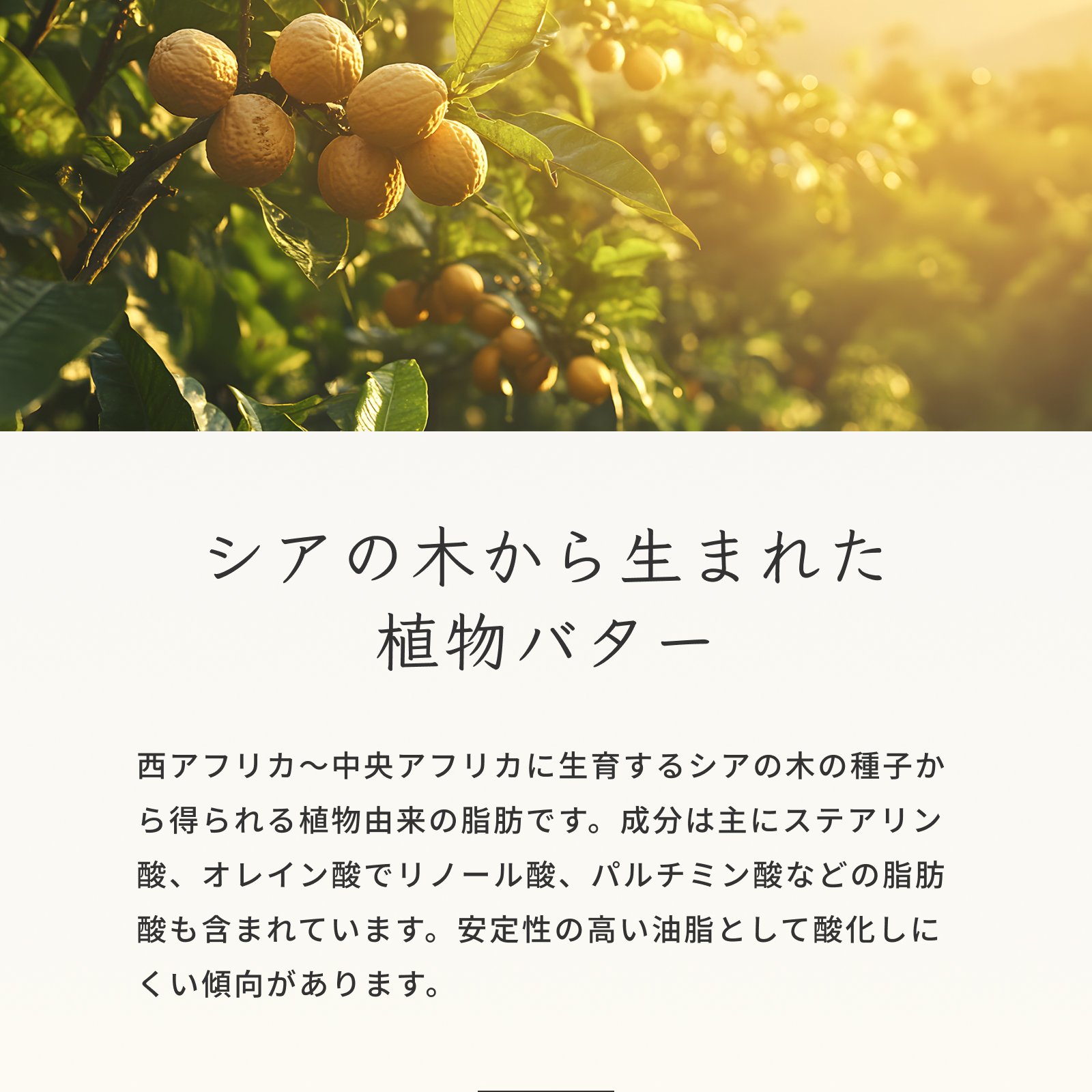 Prost Luxury Oil 精製シアバター 1000g シアバター 化粧品原料 手作りコスメ素材 初めての方におすすめ 精製 シアバター 天然由来 リップクリーム 石鹸 クリーム 石けん 練り香水 ハンドクリーム 精製シアバター オーガニック 天然成分100％ 2