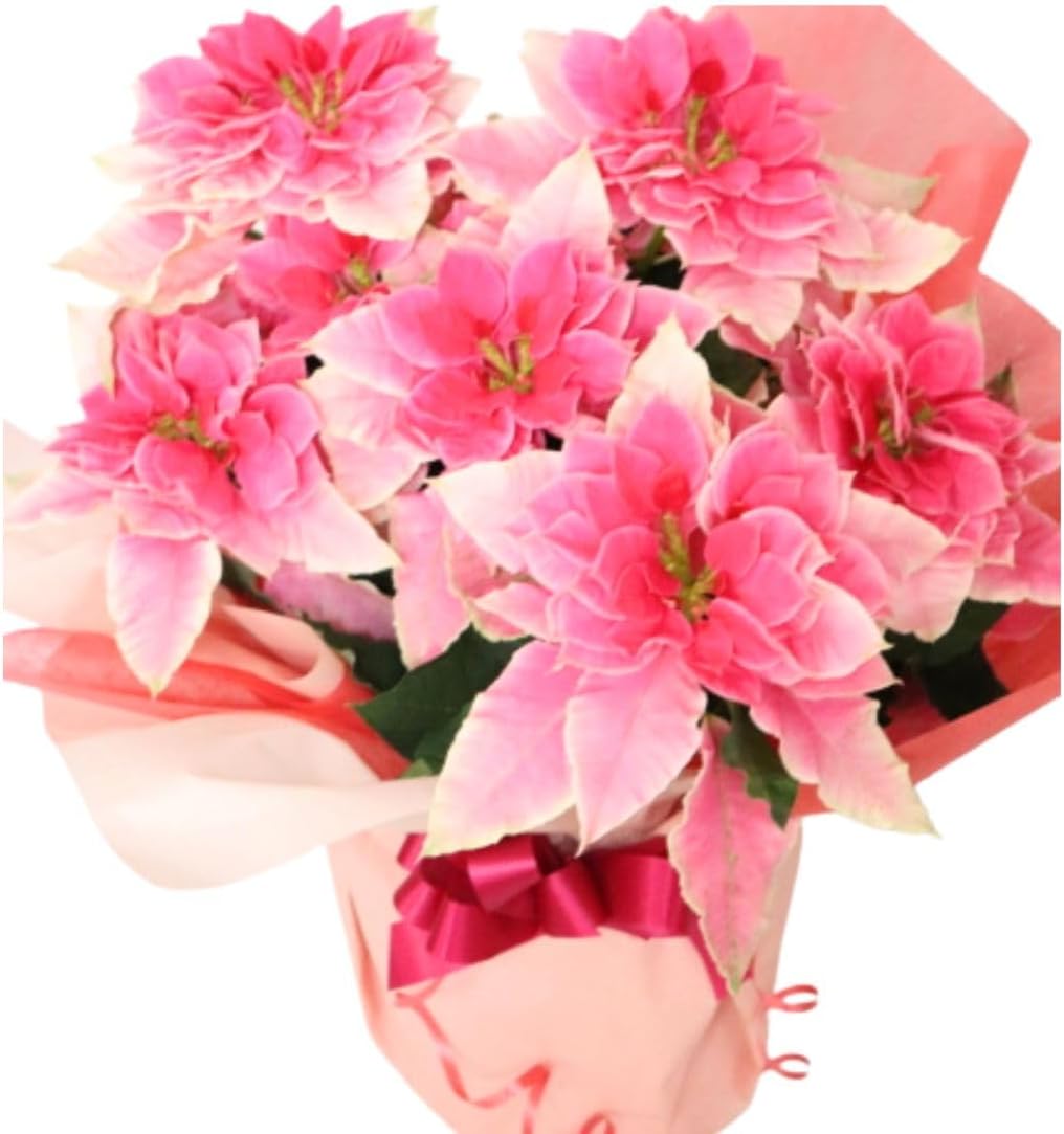 ポインセチア鉢植えラッピング付 ローザ ピンク プリンセチア クリスマスフラワーのサムネイル