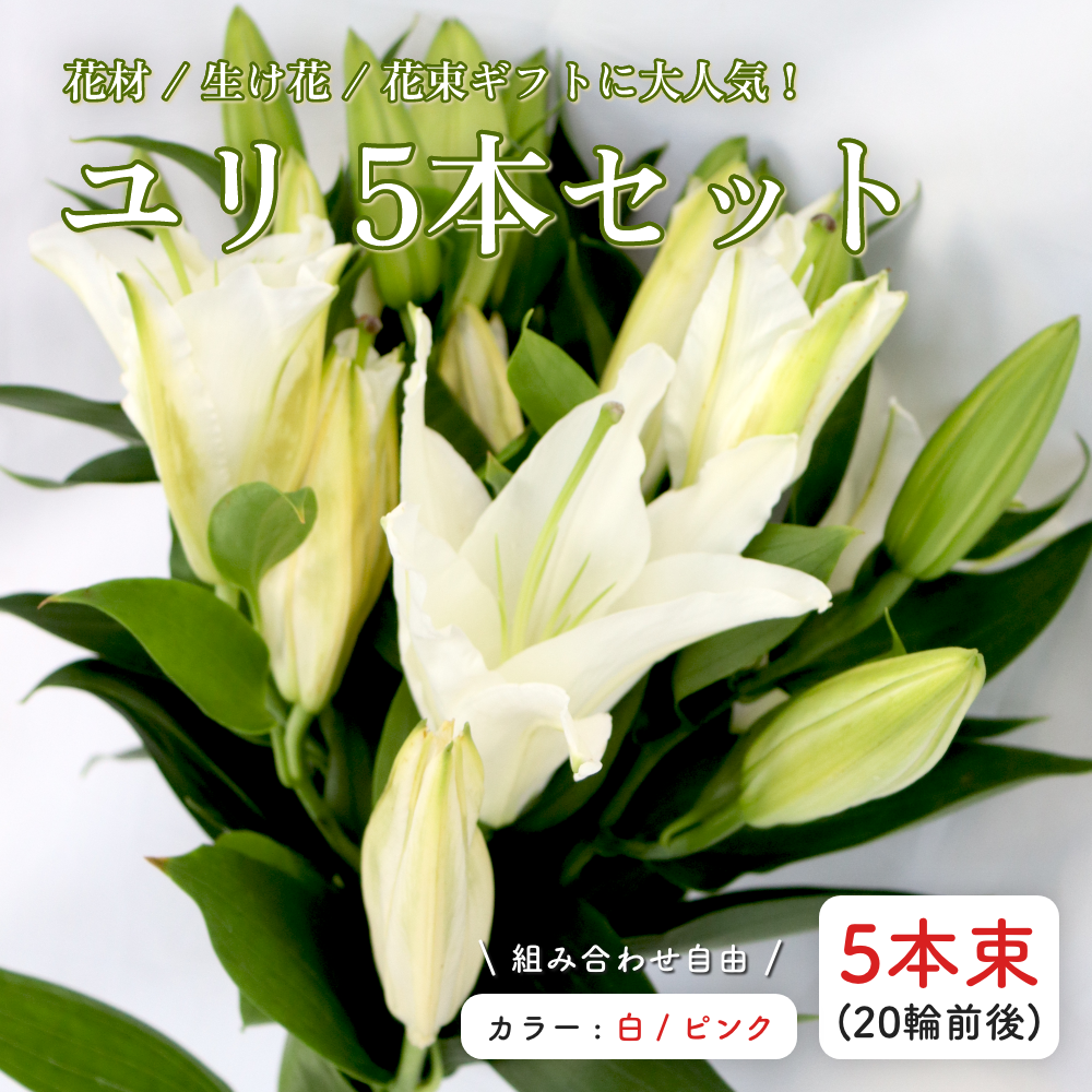 ゆり切り花 5本セット 色が選べる 大輪系 国産ユリ 白ユリ ピンクユリ オリエンタルリリー シベリア ソルボンヌ 「純粋」 「無垢」 生け花 花束ギフト アレンジメント 誕生日 記念日 結婚祝い お供え 法要 仏花