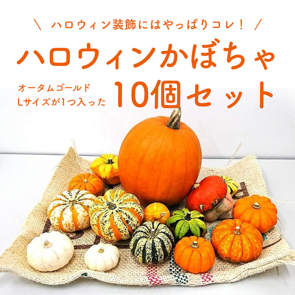 乐天商城 - ハロウィンかぼちゃセット10個入（Lサイズのかぼちゃ1個入）本物生カボチャ