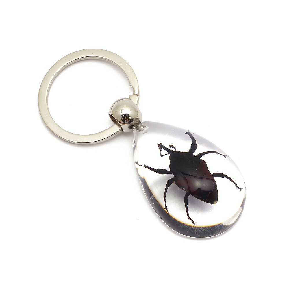 Insect Keyring 【ゾウムシ(Sサイズ)】SD0901 キーホルダー/昆虫/アクセサリーパーツ/ペンダントトップにも/ストラップ/海外雑貨/キーリング/キーチャーム/レジン/樹脂