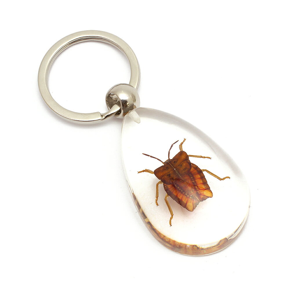 Insect Keyring【ライチカメムシ】SK5410 キーホルダー/昆虫/アクセサリーパーツ/ペンダントトップにも/ストラップ/海外雑貨/キーリング/キーチャーム/レジン/樹脂