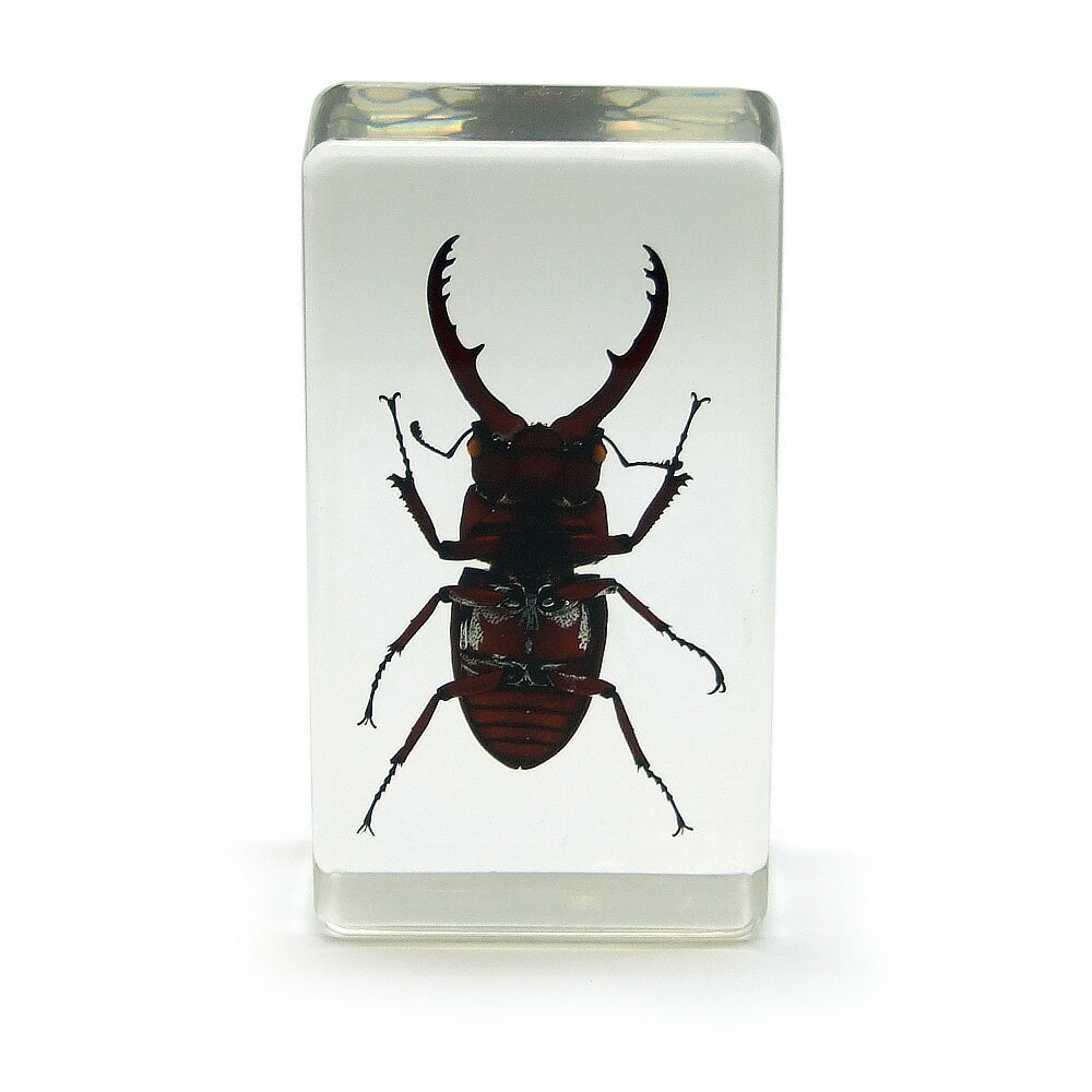 楽天市場 メール便不可 昆虫樹脂標本 角型m クワガタ Hm11 虫 昆虫 甲虫 レジン 樹脂 コレクション 置物 ディスプレイ 科学 インセクト リアル 本物 夏休み 自由研究 虫取り ペーパーウェイト ワールドパーツ レ ベスト
