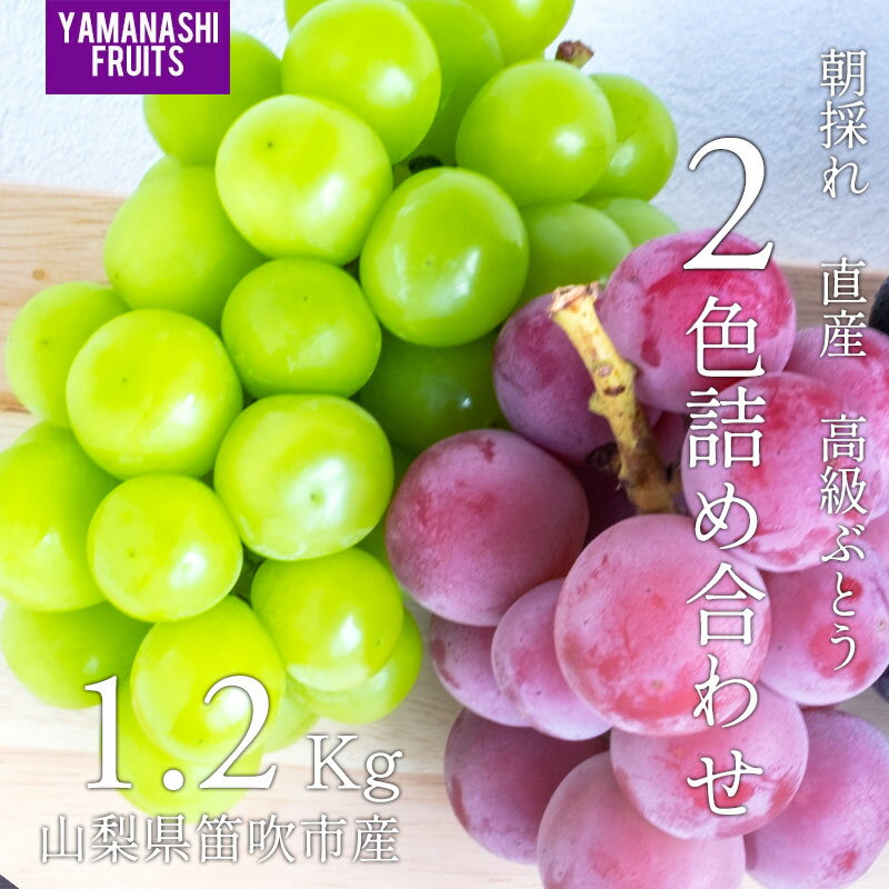 樂天商城 - 高級葡萄2色詰め合わせ 1.2kg 2房 山梨県産 笛吹市農家産直 朝採れ 新鮮な山梨県産の高級ブドウ お中元 贈答用 お返し ギフト 返礼 内祝い 大粒 甘くて大きい人気の高級ぶどう 日本全国送料無料/シャインマスカット・クイーンニーナ・悟紅玉（ゴルビー）