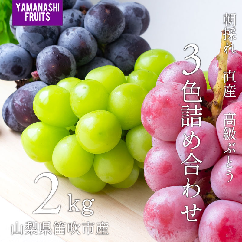 樂天商城 - 高級葡萄3色詰め合わせ 2kg 4房 山梨県産 笛吹市農家産直 朝採れ 新鮮な山梨県産の高級ブドウ お中元 贈答用 お返し ギフト 返礼 内祝い 大粒 甘くて大きい人気の高級ぶどう 日本全国送料無料/シャインマスカット・ピオーネ・クイーンニーナ/悟紅玉（ゴルビー）