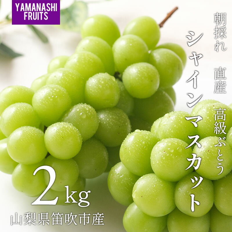 Rakuten - シャインマスカット 2kg 4房 山梨県産 笛吹市農家産直 朝採れ 新鮮な山梨県産のシャインマスカット 高級葡萄 お中元 贈答用 大粒 甘くて大きい人気の高級ぶどう 日本全国送料無料
