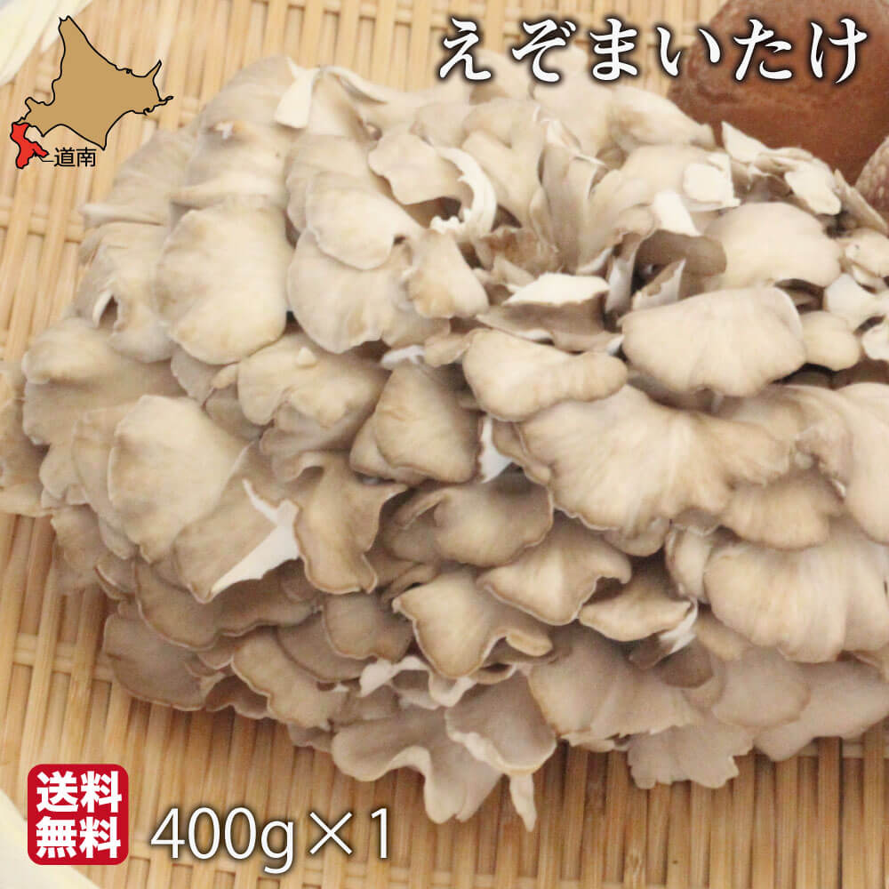 朝採り まいたけ 北海道 400g×1 大株 蝦夷 舞茸 えぞまいたけ 国産 生 きのこ 厚沢部町 肉厚 シャキシャキ しぶたの毎日きのこ 産地直送 送料無料