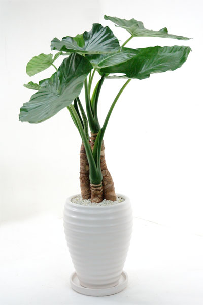 ご新築のリビングにピッタリですよ。イケてるスタイリッシュなクワズイモ 0929祭5