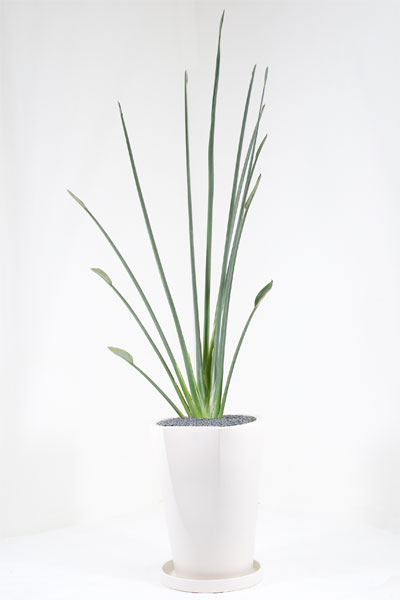 送料無料！一点ものでとてもスタイリッシュなストレリチア・ノンリーフ 150cm 陶器ポット入り