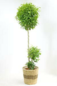 13%OFF、スタイリッシュな フィカス・ベンジャミナ（ベンジャミン）10号送料無料以上のおトクで...