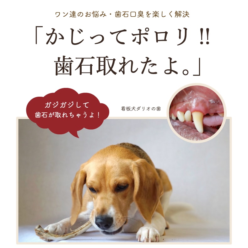 楽天市場 犬 おやつ 無添加 国産 豚あばらボーン 100g アレルギー 歯石除去 歯磨き ハミガキ 口臭 低カロリー グレインフリー 硬い 骨 スペアリブ ガム ドッグフード 小型犬 中型犬 大型犬 サリダリ 送料無料 犬の幸せ サリーとダリオ