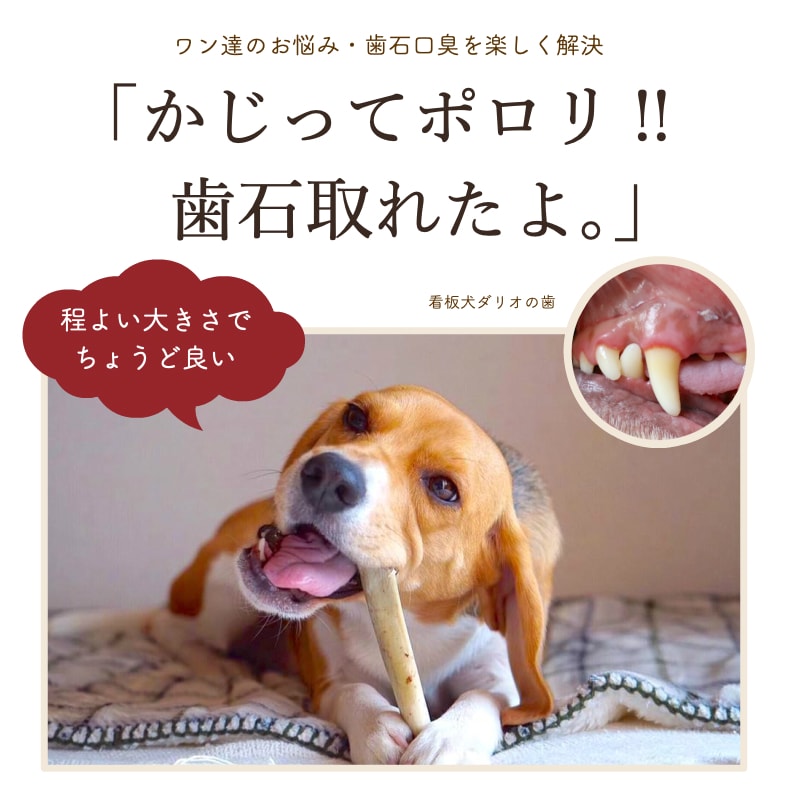 【2点で5%OFF30日限定】犬 歯石取り オヤツ 牛あばらボーン (70g/1〜2本) 犬 おやつ 無添加 国産 リブボーン 歯磨きガム 口臭 歯石除去 ストレス発散 小型犬 中型犬 大型犬 サリダリ