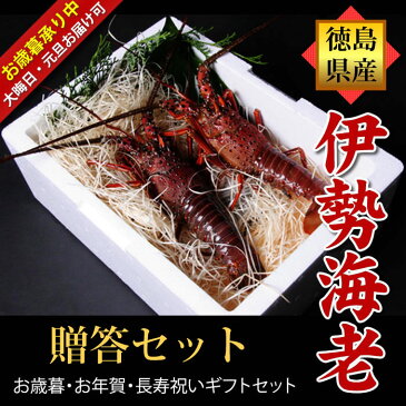 活きてる 活伊勢海老（1〜2尾で500g分）豪華ギフトセット 産地直送 宅配便 送料無料/徳島県海陽町産 贈答 お祝い用 長寿祝い お歳暮 お年賀 伊勢えび いせえび 天然 伊勢エビ イセエビ 刺身 バーベキュー エビ