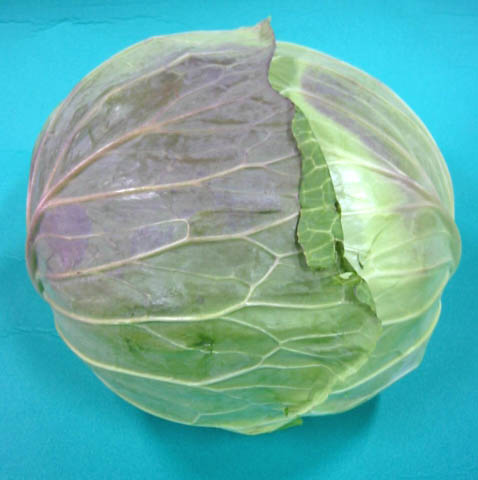 日常の一般野菜 キャベツ 1玉