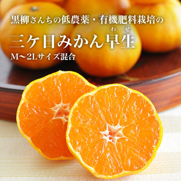 三ヶ日みかん【低農薬・有機肥料栽培】 黒柳さんちの 三ケ日みかん 「早生（わせ）」 5kg M~2Lサイズ混合