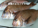 真鯛のまるごとセット【愛媛県宇和島市蒋渕(こもぶち)の旬の味覚をお届けします】【産地直送】【冷凍】