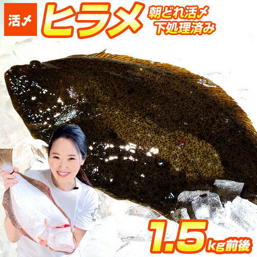 【 送料無料 】 活〆ヒラメ 1.5kgサイズ | 1尾 朝獲れ 活締め 下処理済み 北海道産 北海道 積丹 シャコタン ひらめ 平目 ヒラメ 鮃 鮮魚 内臓抜...