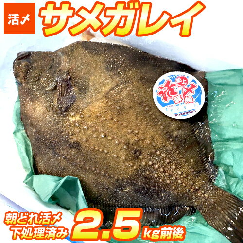 【 送料無料 】 活〆サメガレイ 2.5kgサイズ | 1尾 朝獲れ 活締め 下処理済み 北海道産 北海道 カレイ 鮫鰈 鰈 鮮魚 内臓抜き 特大サイズ 50cm超 白身 白身魚 お刺身 刺身 寿司 鮨 生食可 贈答品 贈答 ギフト グルメ ギフトグルメ 贈答グルメ 返礼 返礼品 獲れたて 朝市