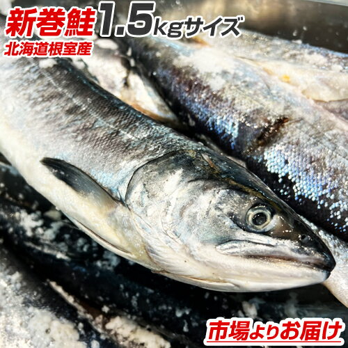 【 北海道産 】 新巻鮭 1.5kg × 1尾 | 根室産 塩鮭 秋鮭 白鮭 姿 鮭 北海道 シャケ しゃけ サケ さけ ..