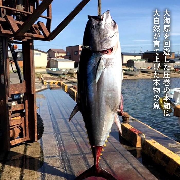 大間のマグロ 訳あり 中トロ [200g×2P] まぐろ 本鮪 黒マグロ 大間産 切り落とし 本まぐろ大間 青森県大間産 大間のまぐろ 刺身 規格外 切り落し 切落し 超低温 テレビ 解体 まぐろ漁師 おススメ お歳暮 ギフト 高級ギフト 産地直送 のし対応 【送料無料】おせちにもう一品
