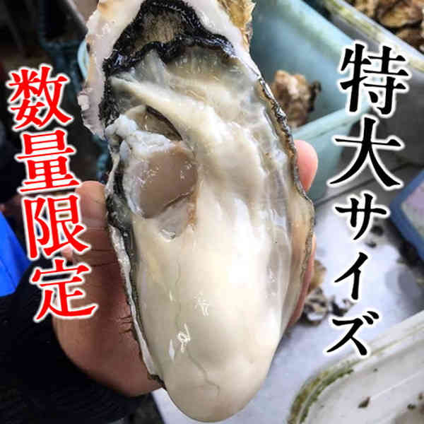 牡蠣 ブランドカキ［40個入］生牡蠣 殻付き 特大 夢牡蠣 生食用 生ガキ 大粒生牡蠣 特大 バーベキュー 鮮度抜群 お取り寄せ 東北 お土産 海鮮 海の幸 産地直送［お中元 夏の御中元ギフト］