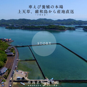 えび 車海老 活〆冷凍 特大【2L】3kg［72-84尾］車えび 熊本県天草産 活締めクルマエビ 刺身用 焼きえび ステーキ バーベキューBBQ 人気食材 急速冷凍 養殖場直送【送料無料】