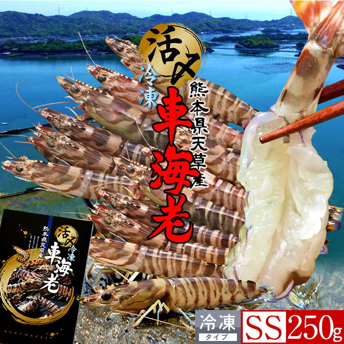 えび 車海老 お刺身用 生食【特小】250g［14-15尾］ 活〆 熊本県天草産の車海老 養殖場 生きたまま 活締め冷凍 急速冷凍 クルマエビ エビフライ 産地直送 高級ギフト 熨斗 [ギフト 送料無料] 母の日 父の日 グルメ