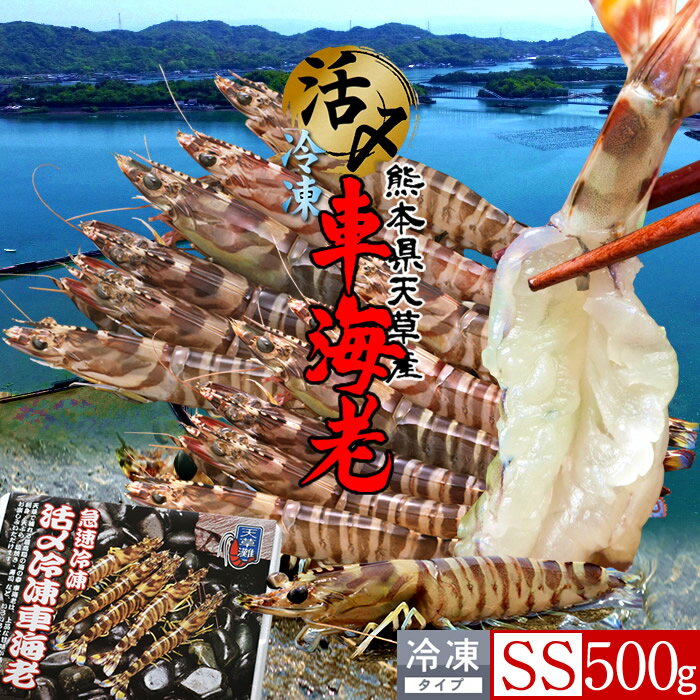 くるまえび 車海老 えび 車エビ 熊本県 天草【特小】500g［26-28尾］ 活〆 熊本県天草産の車海老 養殖場 生きたまま 活締め冷凍 クルマエビ エビフライ 産地直送 送料無料［敬老の日 ギフト］