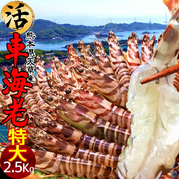 車エビ 車海老［最終5月15日迄］島育ち 天草 特大 生きたまま【2L】活車えび 2.5kg［60-70尾］車エビ 刺身 熊本県産 クルマエビ おがくず入 活きえび 食べ方 踊り食い しゃぶしゃぶ 養殖場 直売所 産地直送 おすすめ お取り寄せ通販［遅れてごめんね 母の日ギフト プレゼント］