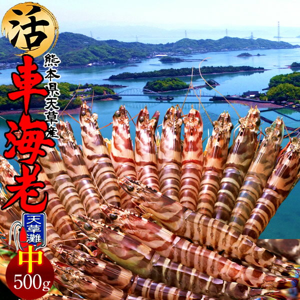 車エビ 車海老［最終5月15日迄］島育ち 天草 生きたまま 車えび活 500g［ML 15-22尾］車エビ 刺身 熊本県産 クルマエビ おがくず入 活きえび 食べ方 踊り食い しゃぶしゃぶ 養殖場 直売所 産地直送 おすすめ お取り寄せ通販［遅れてごめんね 母の日ギフト プレゼント］