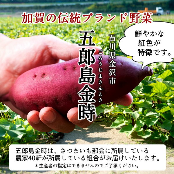 さつまいも 五郎島金時 10kg［良・中］訳あり 不揃い 石川県産 金沢市 加賀野菜 ブランド さつま芋 高級 生いも 加賀百万石 伝統 秋野菜【送料無料】［ホワイトデー ギフト］