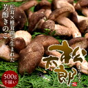 松太郎 きのこ【良品】500g（お試し不揃い）松茸×椎茸菌 芳醇キノコ まつたろう 訳あり マツタケ×シイタケ菌 原木 伊勢の国 日本 三重県産 茶碗蒸し 土瓶蒸し お取り寄せ おすすめ 産地直送 送料無料［ギフト 2024 ホワイトデー プレゼント］