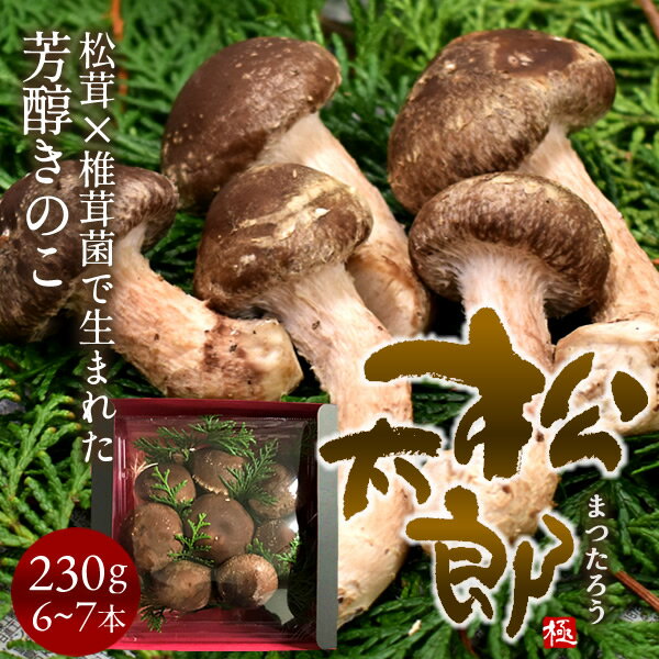 松太郎 きのこ【優品】230g 6～7本 松茸 椎茸菌 芳醇キノコ まつたろう マツタケなのか シイタケなのか 伊勢の国 三重県産 お取り寄せ おすすめ 産地直送 送料無料［ 父の日 ギフト プレゼント…