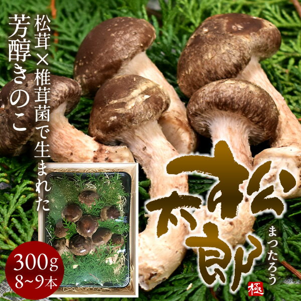 松太郎 きのこ【優品】300g 8～9本 国産 松茸 椎茸菌 芳醇キノコ まつたろう マツタケなのか シイタケなのか マツタケ シイタケ菌 原木 伊勢の国 三重県産 茶碗蒸し 土瓶蒸し お取り寄せ 産地…