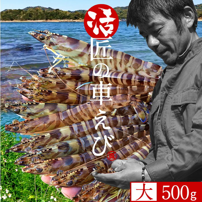 【新えび先行予約2023】活車海老 特大【2L】活車えび 500g［約12-16尾］車海老 生食用 熊本県天草 おがくず くるまえび 生きたまま 活き車エビ ランキング 産地直送［お歳暮 おすすめギフト プレゼント 年末年始 お正月］