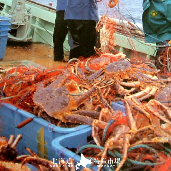 たらばがに 生たらばがに足 大1kg タラバガニ脚肉 生 巨大 タラバガニ 本たらば 蟹足 景品 たらば蟹 北の大地 産地直送 お取り寄せ おすすめ［お中元 夏の御中元ギフト］