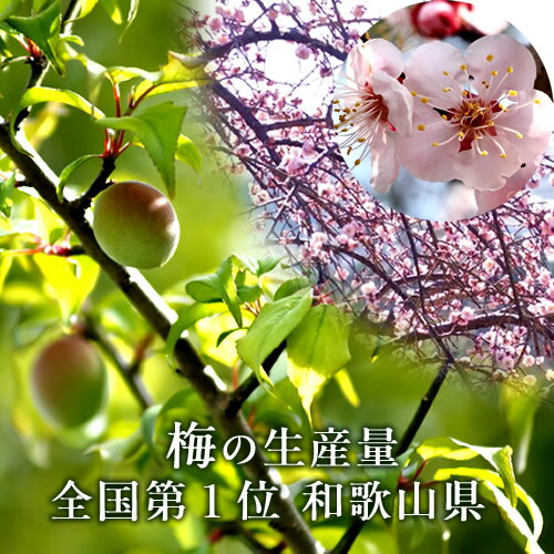 梅干し 500g はちみつ梅 うめぼし 紀州南高 梅干し 低塩 塩分8％ 和歌山県産 漬物...