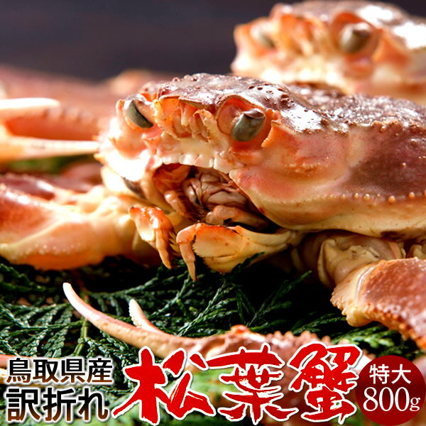 达ե B800g2025 ˲ء­ޤ  ճ ʪޤĤФ Ļ踩 ֥ɥޥĥХ ܳ磻ˡΤ դ뤵ȥ...