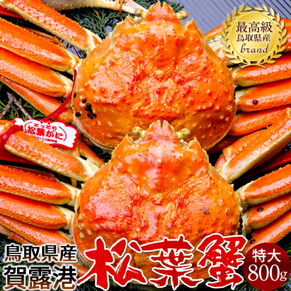 松葉ガニ［新物 漁解禁中］タグ付き 松葉蟹［特大］800g×2尾 ゆで蟹 ボイルまつばがに 新物 鳥取県産 浜茹で マツバガニ 日本海ズワイガニ［冬グルメ バレンタインギフト］