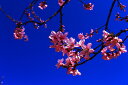 風景写真 フォトカード 空 雲 星 月 飛行機 花 風景空の写真家 フォトグラファー 写真「桜」【空工房】【SIESTA】