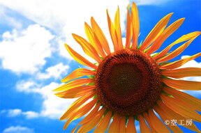 風景写真 フォトカード 空 雲 星 月 飛行機 花 風景空の写真家 フォトグラファー 写真「ひまわり&nbsp;sunflower」【空工房】【SIESTA】