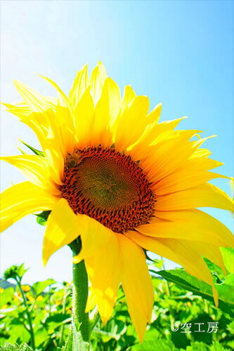フォトカード 空 雲 星 月 飛行機 花 海 風景空の写真家 フォトグラファー 写真[夏風&nbsp;ひまわり]【空工房】【SIESTA】