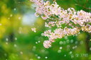 風景写真 フォトカード 空 雲 星 月 飛行機 花 風景空の写真家 フォトグラファー 写真 桜「淡き儚き春を舞う」【空工房】【SIESTA】