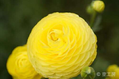 風景写真 フォトカード 空 雲 星 月 飛行機 花 風景空の写真家 フォトグラファー 写真「れもんてまり」..