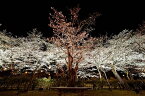 風景写真 フォトカード 空 雲 星 月 飛行機 花 風景空の写真家 フォトグラファー 写真栗林公園 ライトアップ「宵桜」【空工房】【SIESTA】